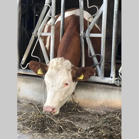 Apartman *dreilaendereck* Wifi+ Balkon+garage Basel Mulhouse